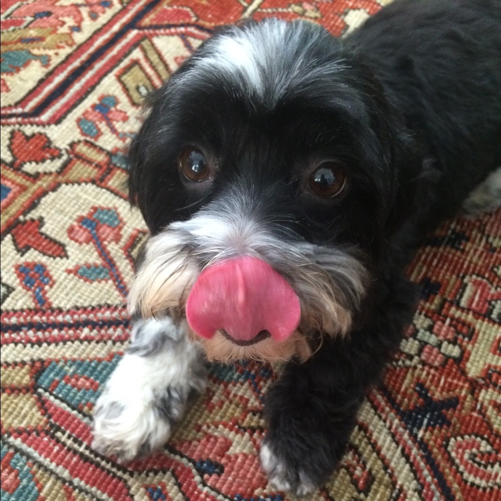 Meet your Posher, Maddie